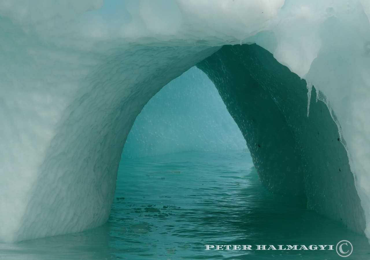 En lo que respecta a la flora del continente, tiene lo que se llama el bosque pérmico, con muy escasa y dispersa vegetación, que consiste principalmente de plantas terrestres no vasculares como los musgos llamadas briofitas. La otra vegetación que se encuentra allí es bajo agua y son algas.