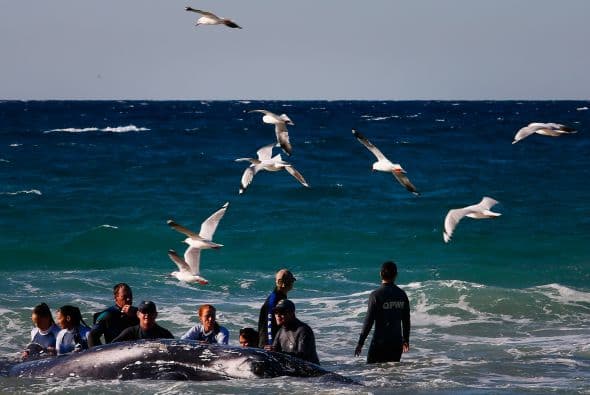 Es importante identificar a las ballenas que están varadas en las playas principalmente para poder salvar su vida si es posible.