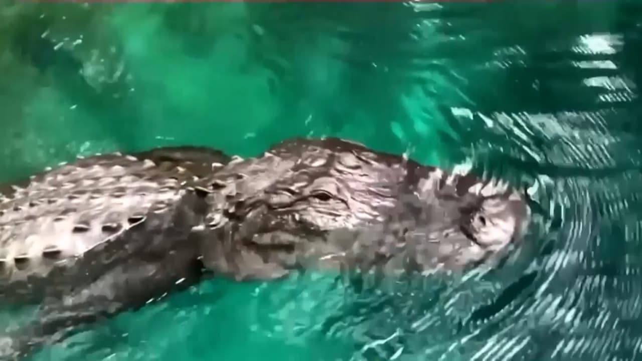 ¡Aléjate de mí!: los gritos de una mujer que se topó con un cocodrilo en su paddleboard en Florida