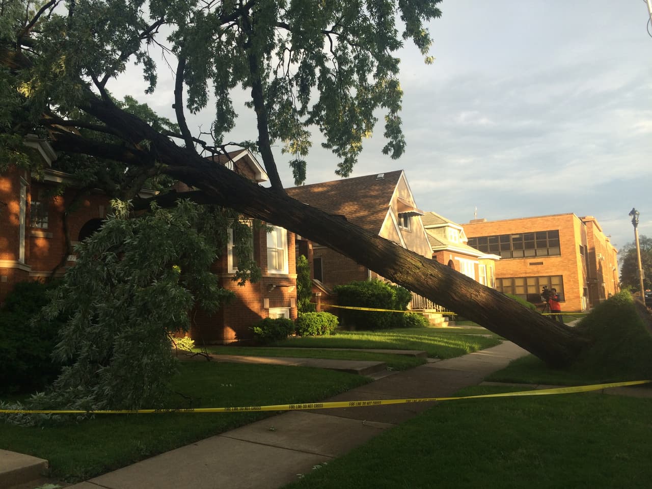 Tres mujeres heridas después de la caída de un roble de 50 pies de altura en parque del Área de la Bahía