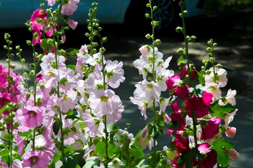 También suele llamarse “luna de la curación” porque indica el nacimiento de plantas que poseen propiedades medicinales como la malva que tiene cualidades de limpieza para el intestino.
