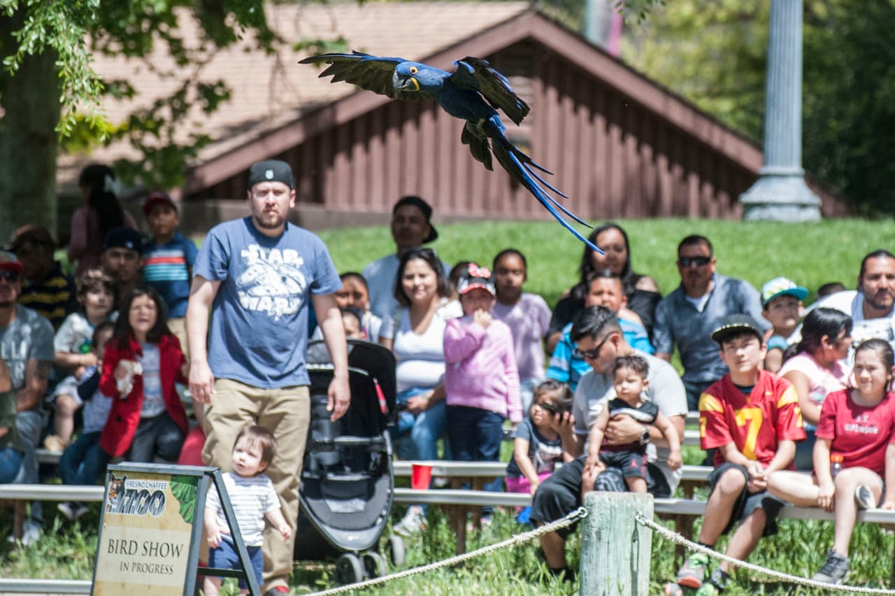 El show de aves fue uno de los favoritos durante el Festival de los Niños 2017