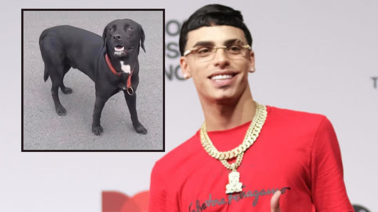 La historia de Johnny, la mascota del trapero Luar La L, cuya muerte ocasionó el cierre de un albergue de perros en Arecibo