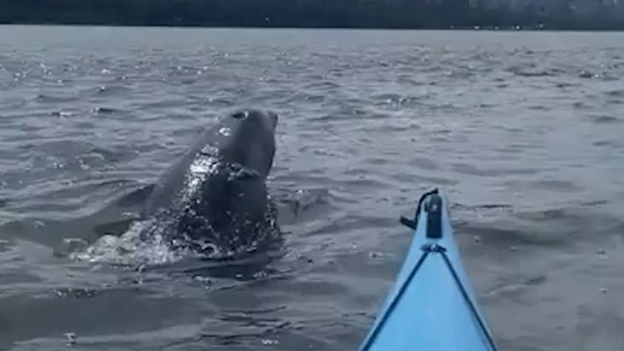 Delfín sorprende a kayakista durante paseo en el río Hudson