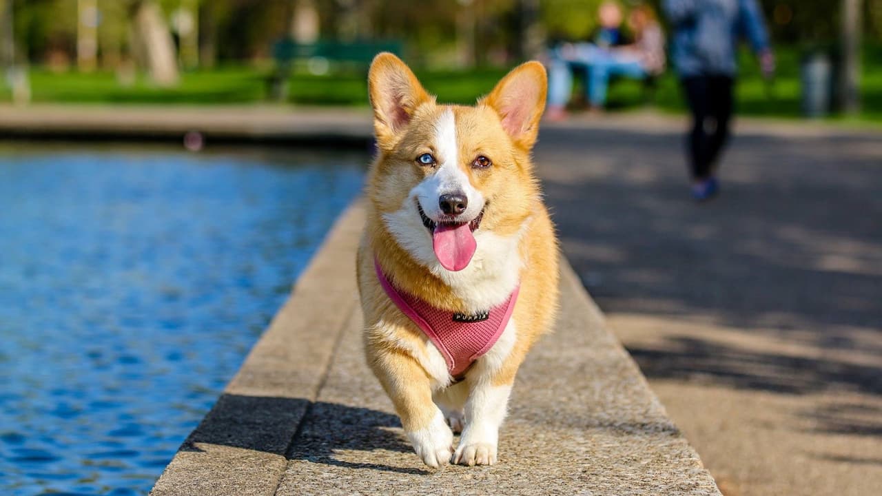 Ten en cuenta que las patas de tu perro pueden ser más sensibles a las superficies calientes después de nadar. Si ves a tu mascota, cojeando, sin ganas de caminar, con un cambio de color rojo o rosa en sus patitas, y con ampollas, lleva a tu mascota al veterinario inmediatamente.