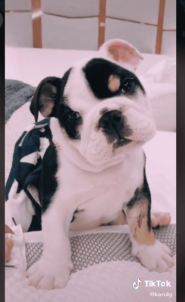 Goku todavía es un cachorro, pero ha llegado a llenar de amor el corazón de sus dueños y conquistar a todos sus seguidores.