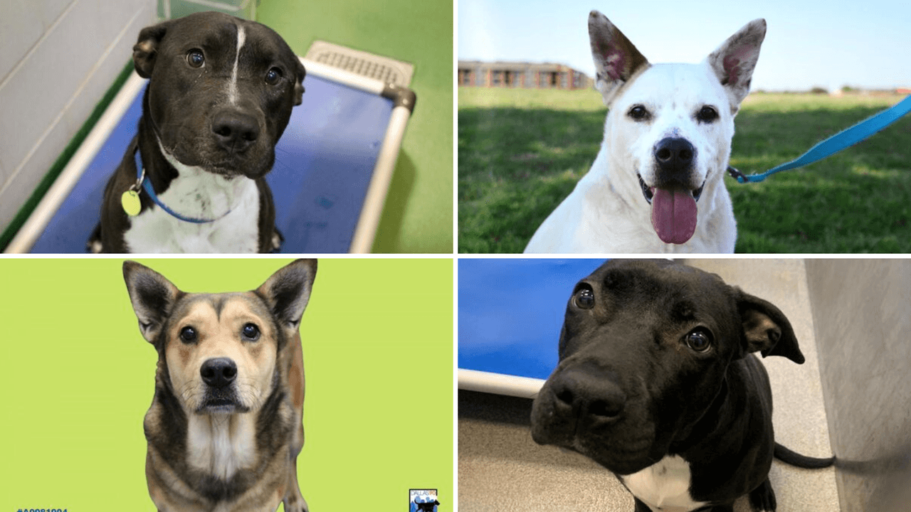 Aún hay tiempo para que rescates a un perro: habrá adopciones gratis hasta el domingo