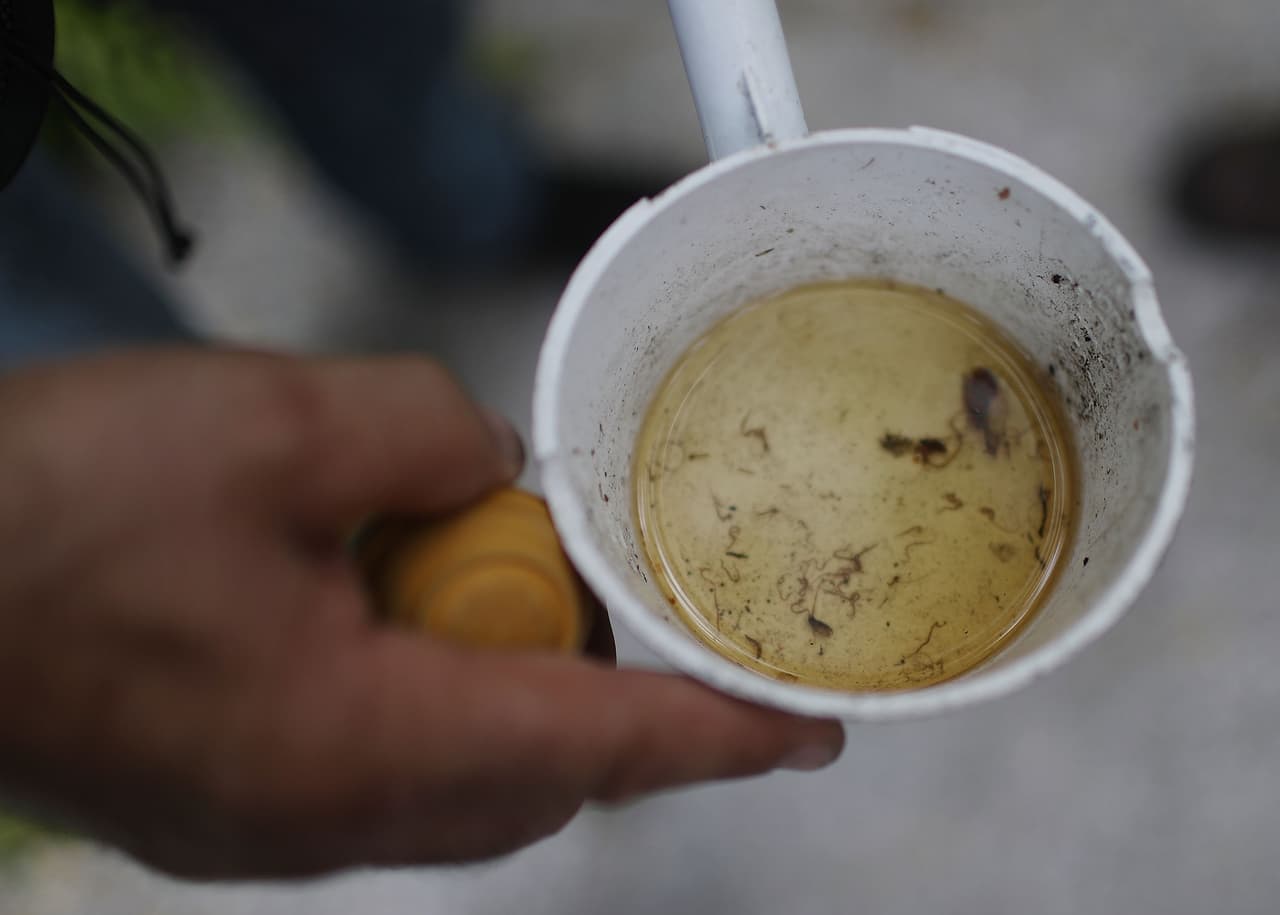 Reportan ocho nuevos casos autóctonos de zika en Florida