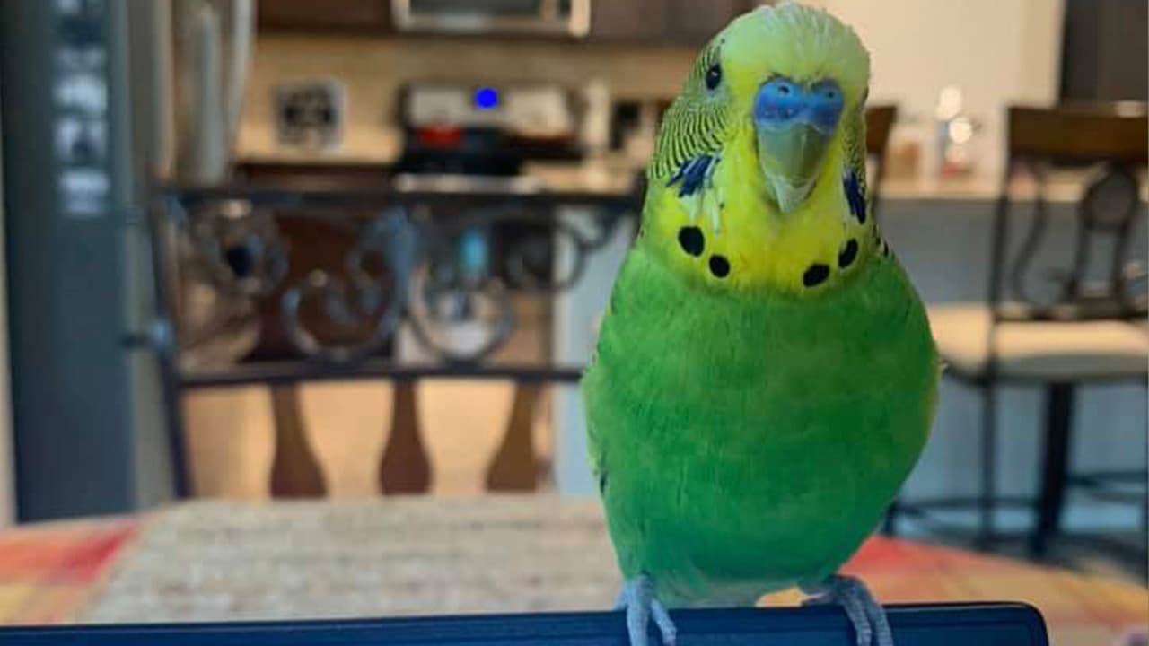 "El jefe de la casa, Mr. Kiwi José".