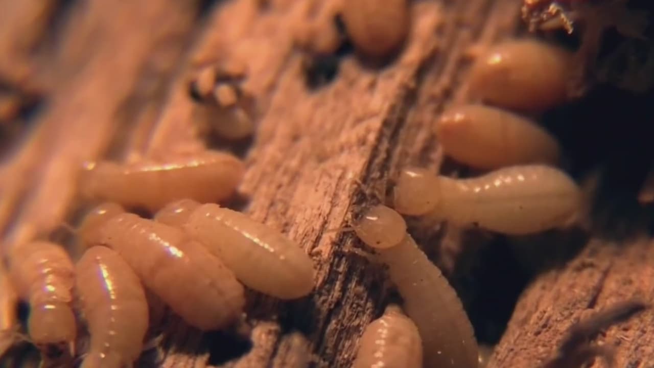 Estas termitas amenazan con acabar casa enteras en el sur de la Florida 