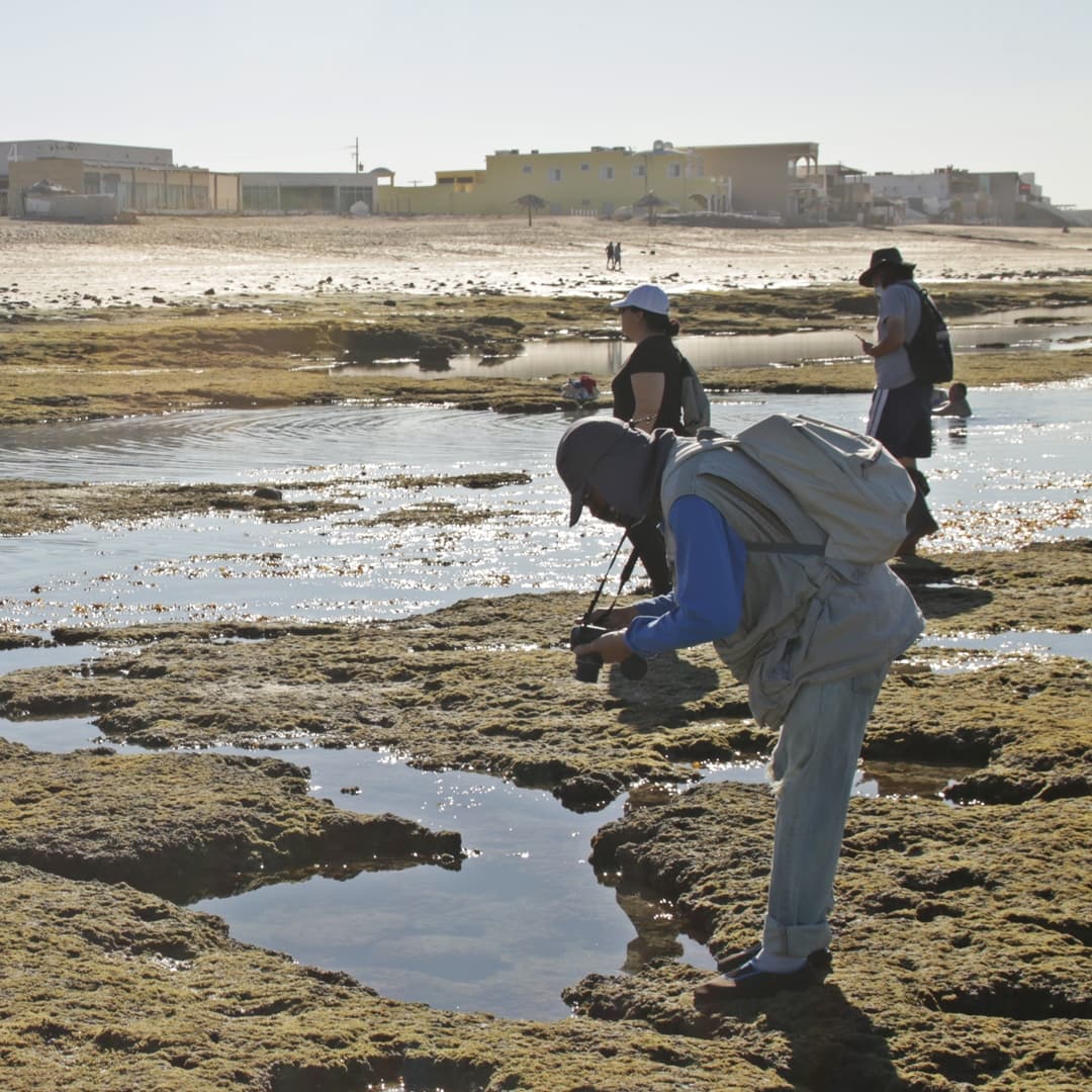 Alineados al tema "El océano: vida y medio de subsistencia” instituido por la Organización de las Naciones Unidas (ONU) este 2021, este sábado 12 de junio se llevó a cabo la celebración que inició con una exploración a las inigualables pozas de marea de la playa El Mirador, la cual cuenta con el reconocimiento internacional Blue Flag. En esta interesante excursión, guiados por expertos de CEDO, los participantes conocieron diferentes organismos que habitan este ecosistema representativo de Puerto Peñasco, como cangrejos ermitaños, anémonas, estrellas quebradizas, erizos, caracoles, pulpos y más, animales marinos que se refugian entre las rocas y grietas de las pozas cuando la marea baja.