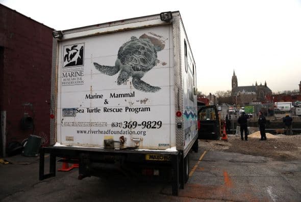 Delfin quedó atascado en canal contaminado en NY