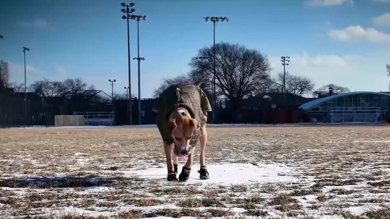 El Condado de Cook ofrece descuentos para esterilizar mascotas este mes de febrero