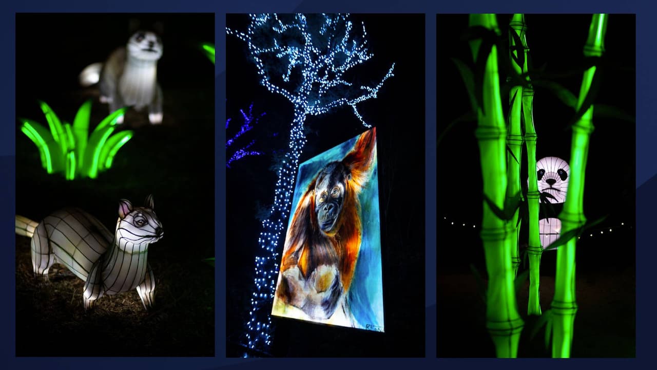“ZooLights” es uno de los mayores espectáculos de luces festivas al oeste del valle.