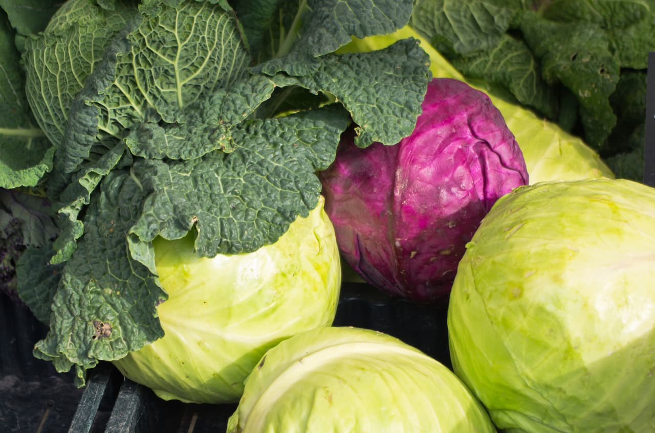 Col verde y morada, básicas en la ensalada Coleslow