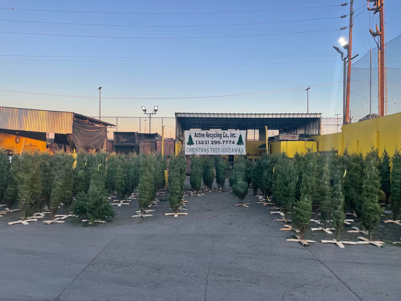 ¿Un arbolito de Navidad gratis a cambio de tu basura o reciclaje? Mira dónde los están regalando