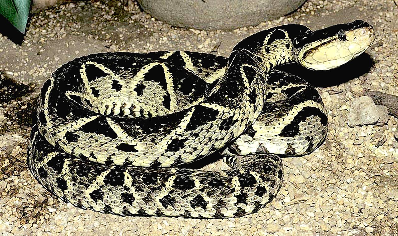 Estas serpientes poseen un veneno sumamente tóxico que destruye las células y vasos sanguíneos (hemolítico) y el tejido muscular (necrótico) de las personas. Para la terciopelo, y para las serpientes venenosas en general, el veneno tiene como función principal inmovilizar y matar a sus presas, además de colaborar en el proceso de digestión de estas.