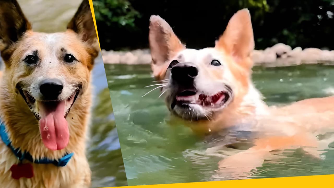 Él es Logan, el perro más famoso y valiente de TikTok: tiene misiones en mar abierto