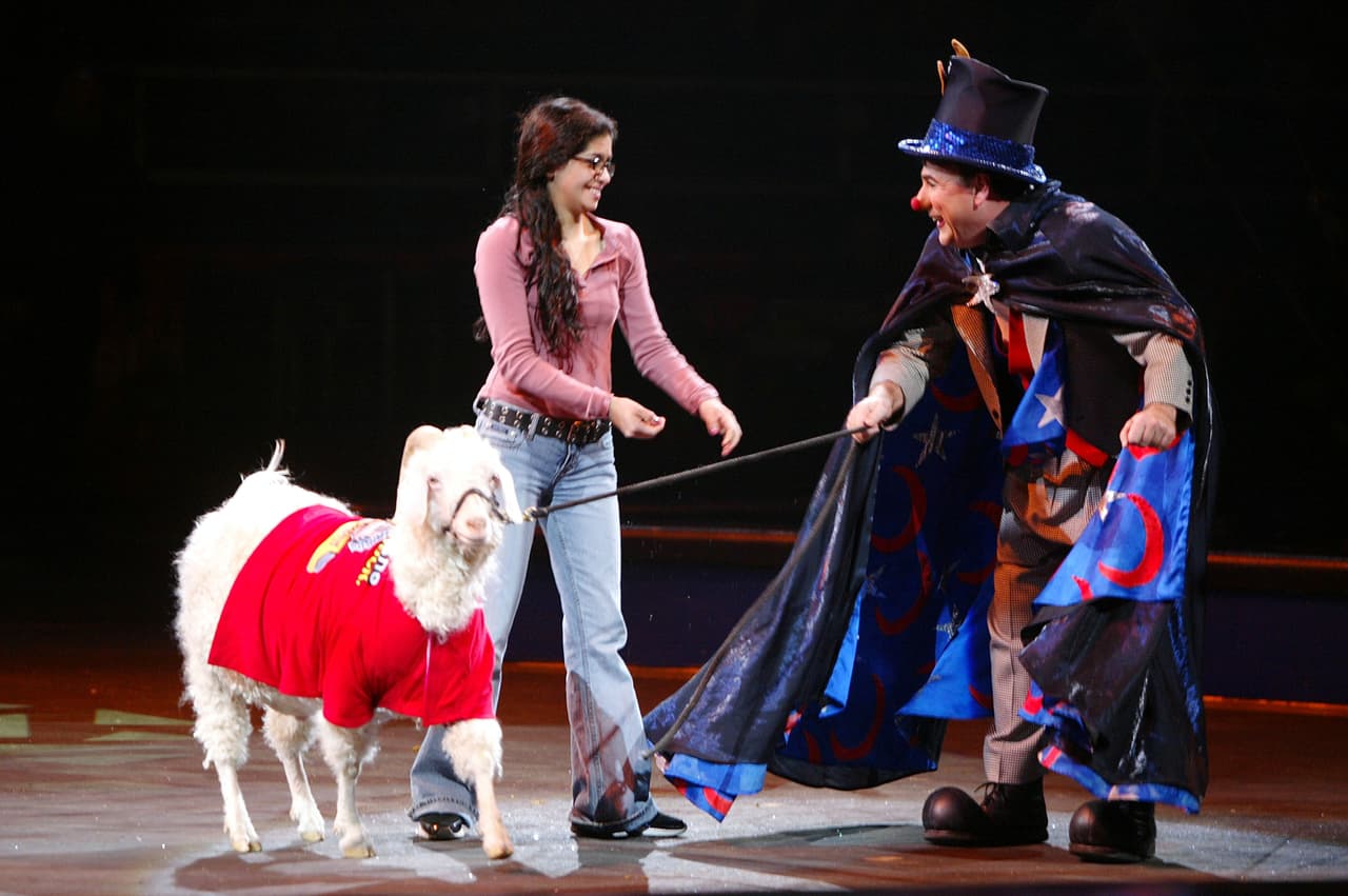 Actualmente existe una prohibición al abuso de animales exóticos y su sometimiento a realizar comportamientos antinaturales, en varias ciudades y condados de EEUU.