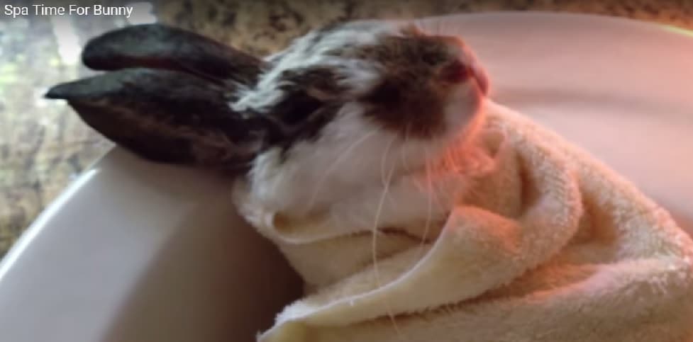 ¡Una conejita que le gusta el spa!