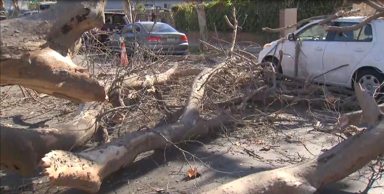 Y es que de acuerdo con una 
<a href="https://www.univision.com/local/los-angeles-kmex/riesgos-en-las-vias-arboles-caidos-y-posibles-apagones-por-fuertes-vientos-en-el-sur-de-california">alerta del tiempo</a> este domingo, los fuertes vientos amenazaban, entre otros peligros, con caídas de árboles en zonas metropolitanas del condado de Los Ángeles.