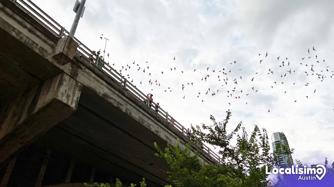 <b>EN VIDEO</b>
<br>
<br>Así luce la salida de miles de murciélagos en el famoso Congress Avenue Bridge, ubicado en Congress Ave., Austin, TX 78704.