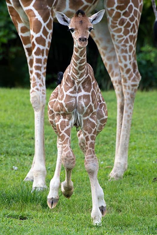 <br>Mientras tanto ,la recién nacida continúa compartiendo con su mamá.