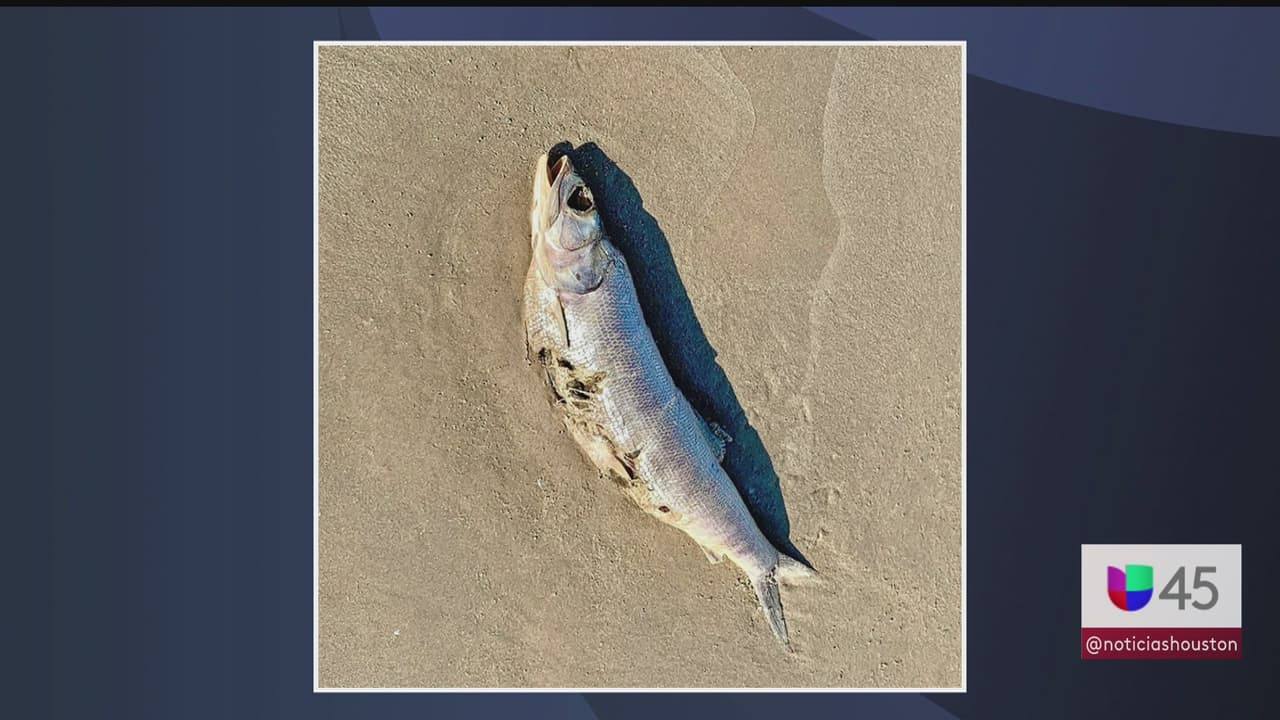 Tanto el Alguacil del Precinto 1 del condado de Fort Bend como el Departamento de Parques del Condado de Brazoria y las autoridades de Galveston 
<b>han publicado en las últimas 24 horas el hallazgo de varios peces muertos, incluidos tiburones, en varias de sus playas.</b>
<br>