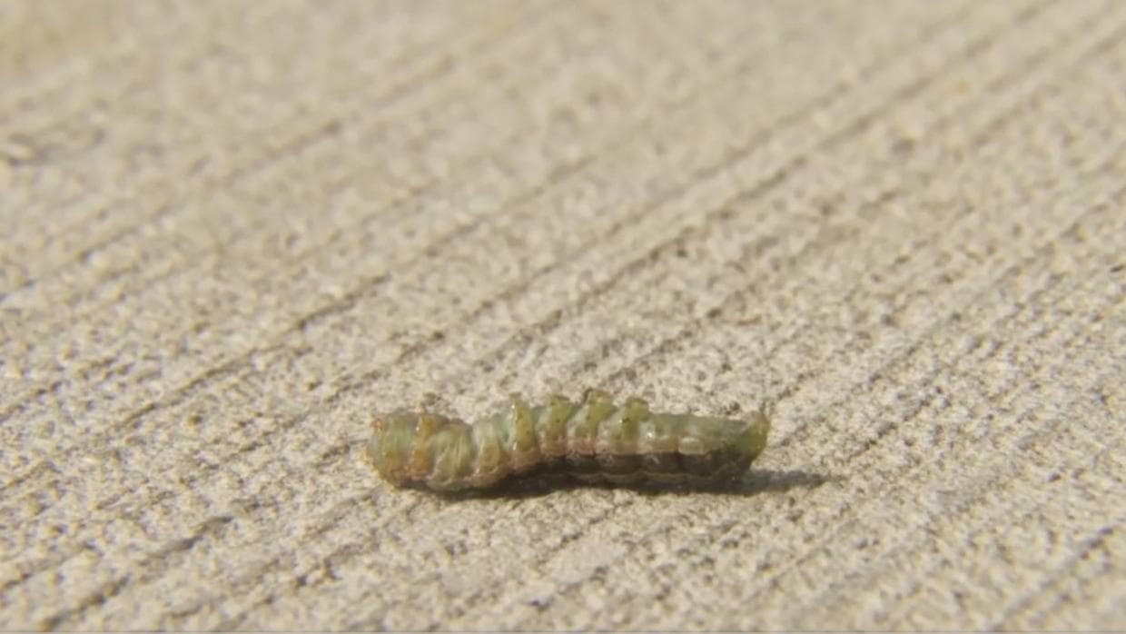 Coatney indicó que este tipo de gusano es bien agresivo. “Si infectan tu jardín, destruyen tu césped en 4, 5 días, desde la raíz hasta arriba”, dijo.