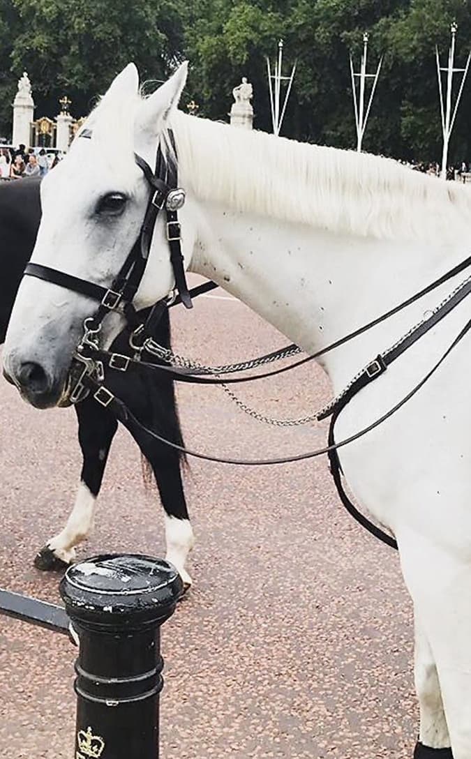 A través de Twitter, la policía anunció el fallecimiento del equino, mensaje que iba acompañado de tres fotografías.