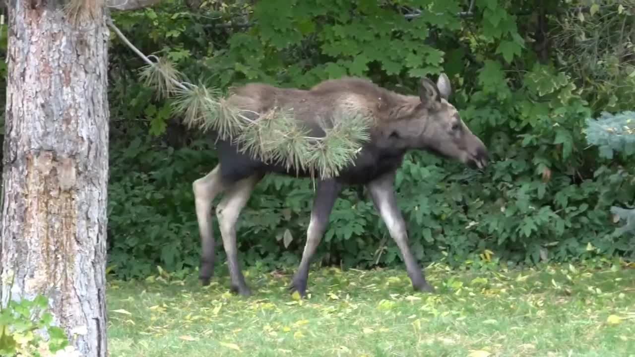 Capturan a alce que se paseaba por vecindario de Salt Lake 