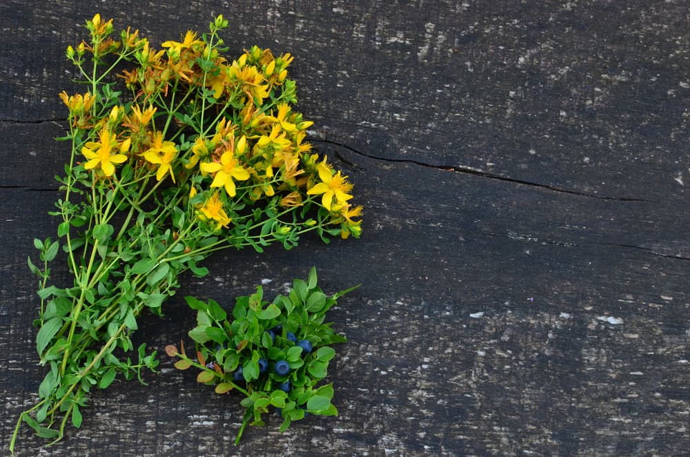Las flores y las hojas de la hierba de San Juan contienen ingredientes activos conocidos como la hiperforina, que brinda particulares beneficios. La hierba de San Juan puede conseguirse como suplemento en distintos formatos: tés, tabletas, líquidos y preparaciones tópicas.