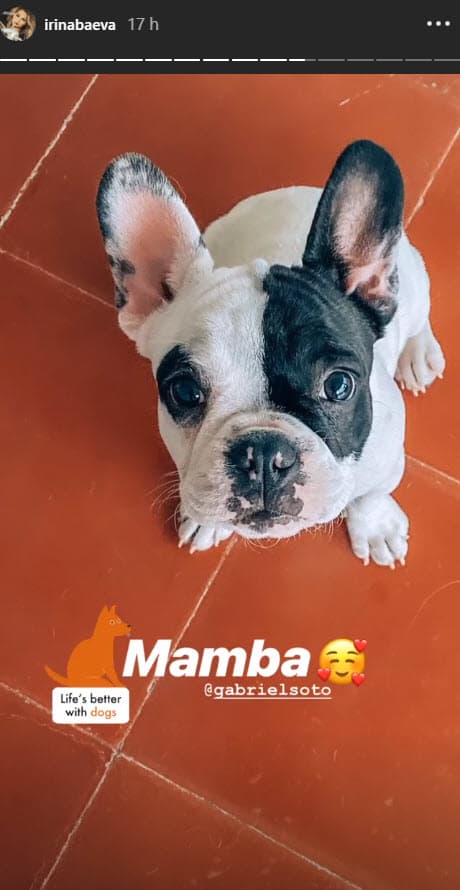 En la fotografía compartida en sus 'stories', Baeva escribió la frase "La vida es mejor con perros", además de un emoticono y agregó la cuenta Gabriel Soto.