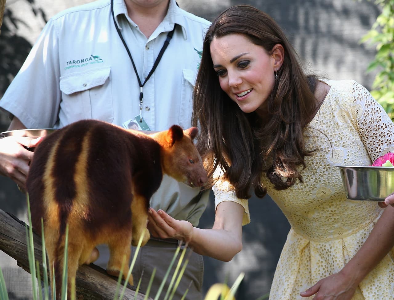 Ni este otro marsupial.