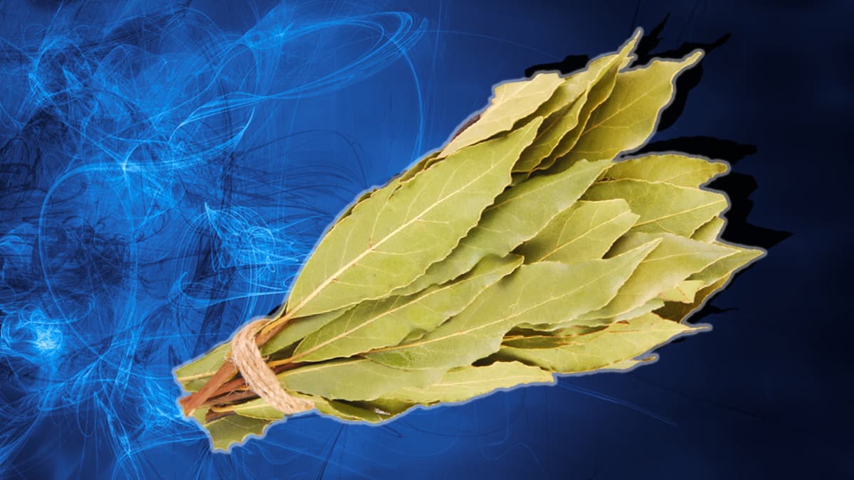 El laurel es una planta muy conocida y usa en la cocina, sobre todo en la latina, en donde se utiliza como condimento por su delicioso sabor y aroma, pero también tiene un uso muy interesante a nivel esotérico que data desde hace muchos siglos.