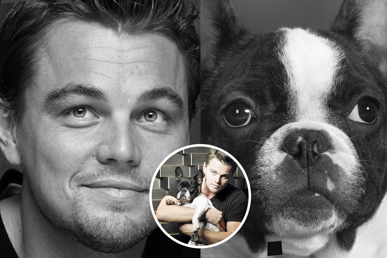 <b>Leonardo DiCaprio,</b> tiene un frenchie llamado Django, tienen la misma mirada tierna y cara redonda.