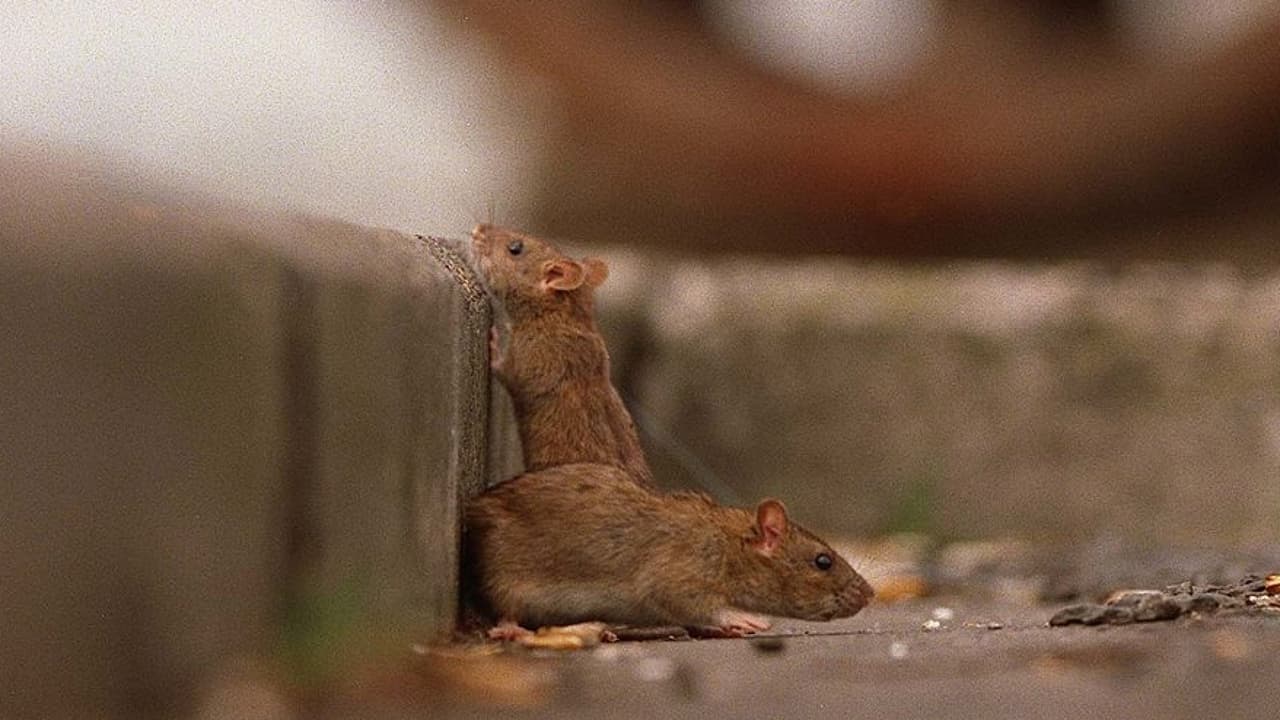 Miami es una de las ciudades con más ratas de Estados Unidos
