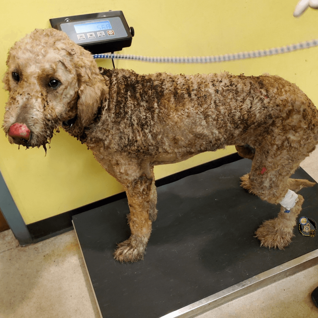 Autoridades del condado DeKalb buscan al responsable de prenderle fuego a un perro en Decatur