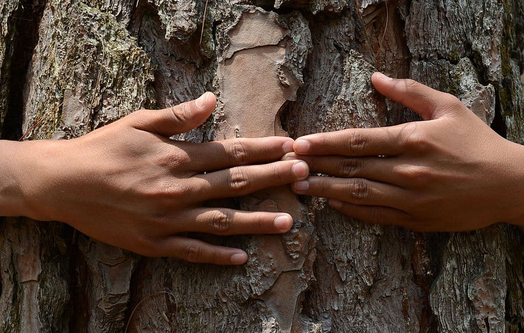 A Nepalese school child hugs a tree in a bid to set a new world record for the largest tree hug as they celebrate World Environment Day in the forest of Gokarna village, on the outskirts of Kathmandu on June 5, 2014. Two thousand and one Nepalese students hugged trees in a park north-east of Kathmandu in a bid to set a new world record for the largest tree hug. Previous record of the largest tree hug record was set in July 2013 in the US when 936 people hugged trees. AFP PHOTO/Prakash MATHEMA (Photo credit should read PRAKASH MATHEMA/AFP/Getty Images)