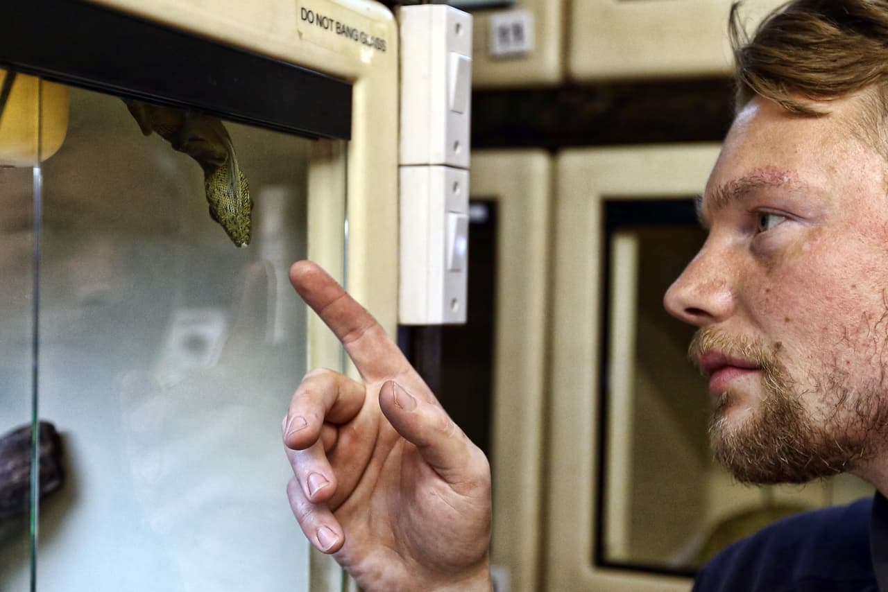 La Real Sociedad para la Prevención de la Crueldad contra los Animales o RSPCA por sus siglas en inglés, recogió 1.853 reptiles en el 2014, un incremento del siete por ciento desde el 2013.