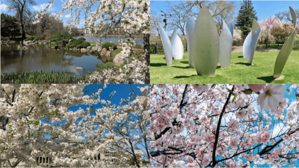 El jardín japonés "Osaka" simboliza la amistad entre Japón y Estados Unidos. Es gratis y puedes acudir en la cuadra 6401 al sur de la Stony Island.