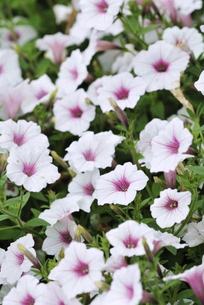 4) Petunias. Estas flores grandes de hojas redondas son unas de las favoritas de Dave Forehand, vicepresidente de los jardines del Arboreto y Jardín Botánico de Dallas.