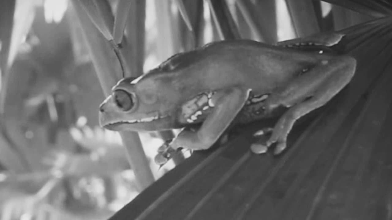 ¿Qué es el ritual del kambó? Conoce los riesgos de esta práctica que usa el veneno de ranas del Amazonas