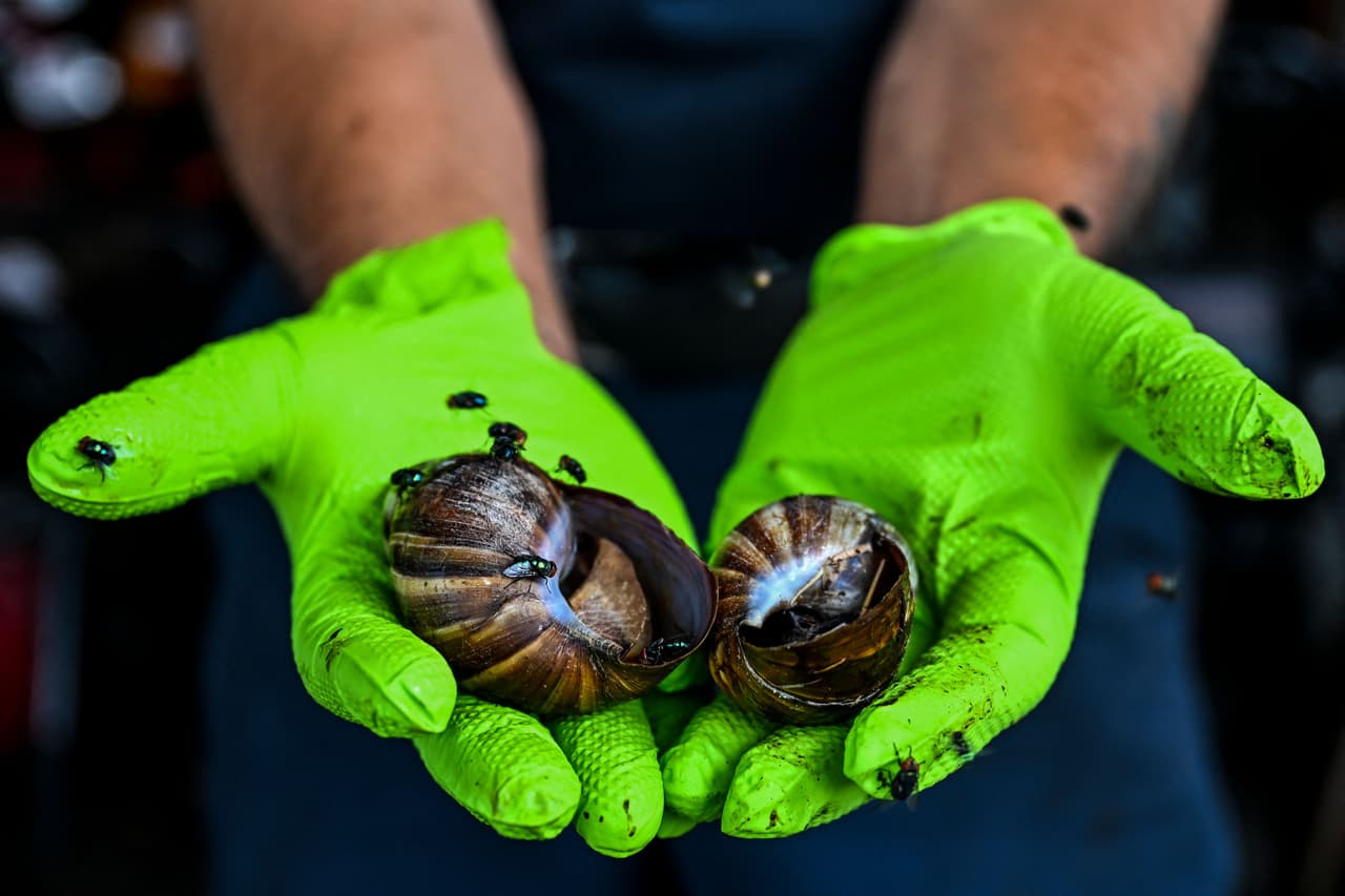 El caracol gigante africano ya ha sido erradicado dos veces en otras partes de Florida. La primera fue en 1975, y la segunda en 2021 en el condado de Miami-Dade (sureste),
<b> tras 10 años de esfuerzo y una inversión de 23 millones de dólares. </b>