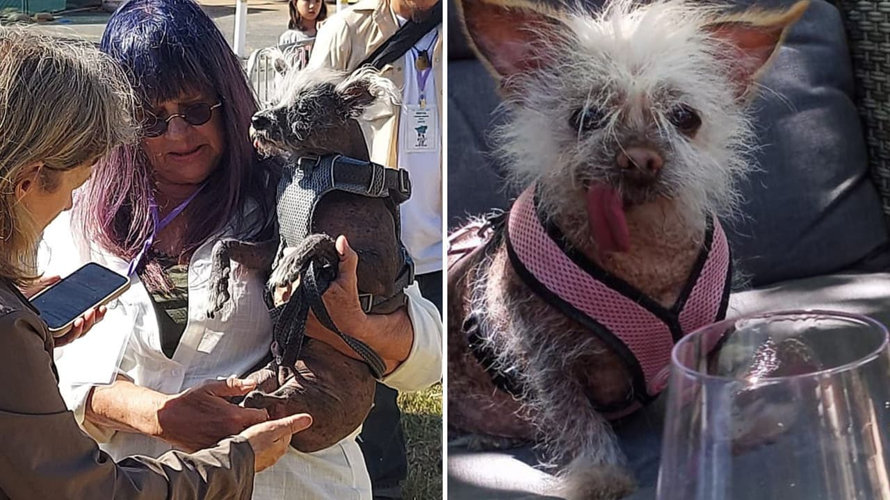 Premian al perro más feo del mundo en concurso de Petaluma