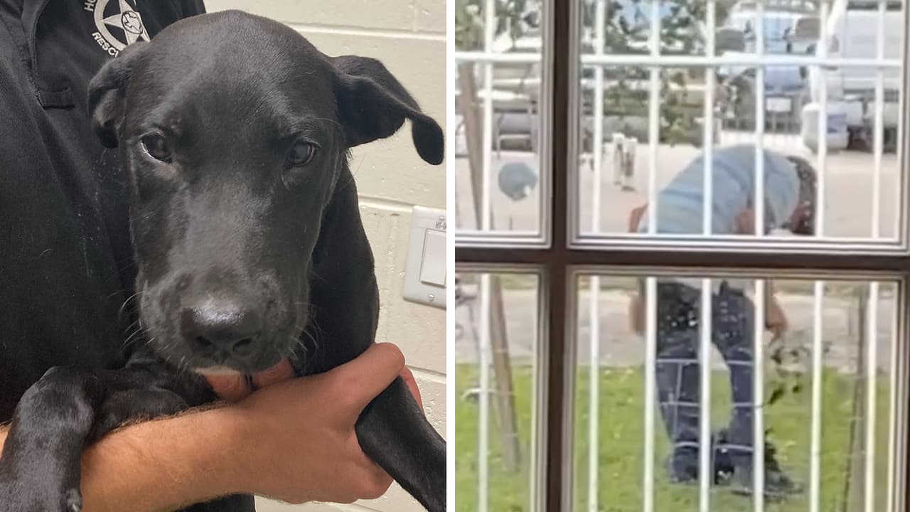 Rescatan a tres cachorros que eran víctimas de maltrato por parte de su dueño al noroeste de Houston