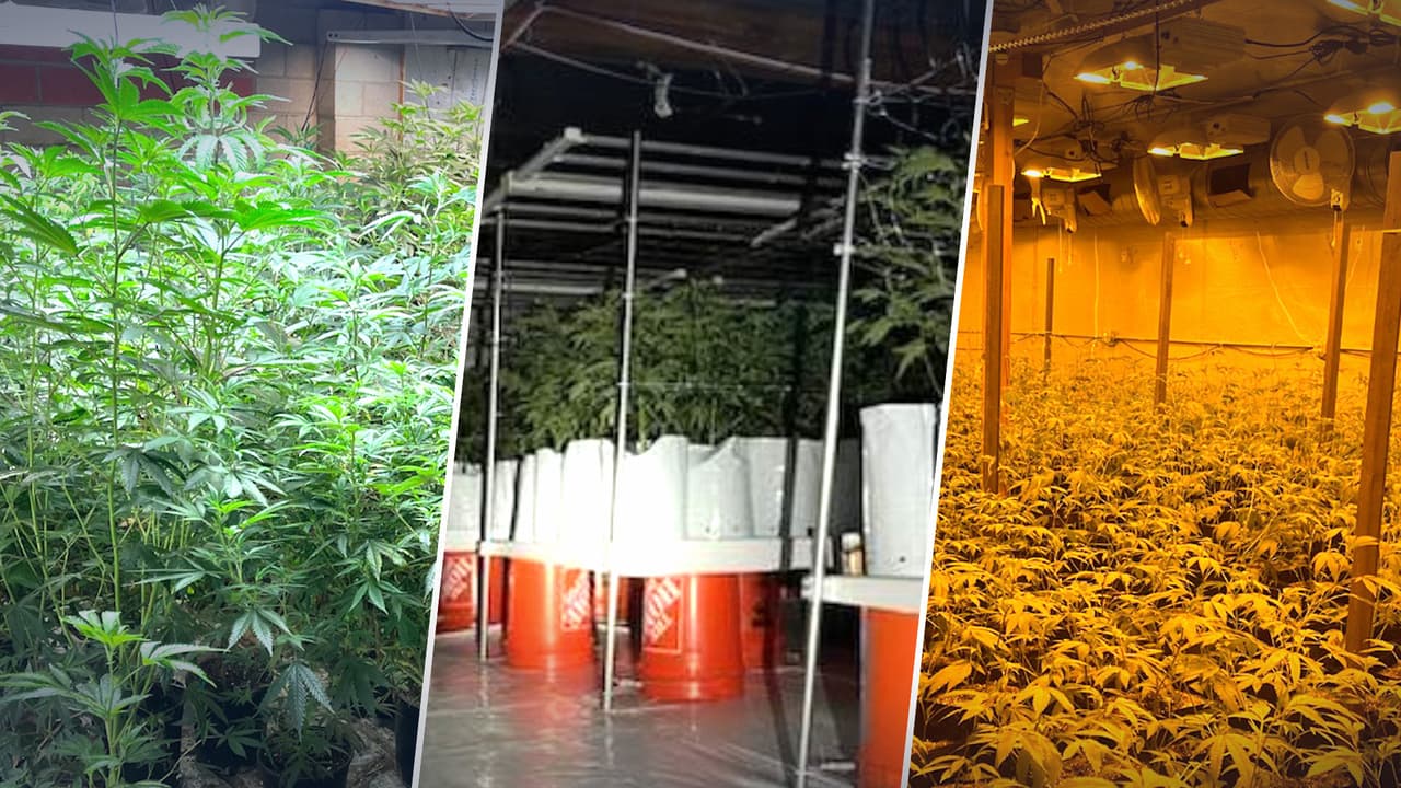 Incautan miles de plantas de marihuana ilegales en San Bernardino