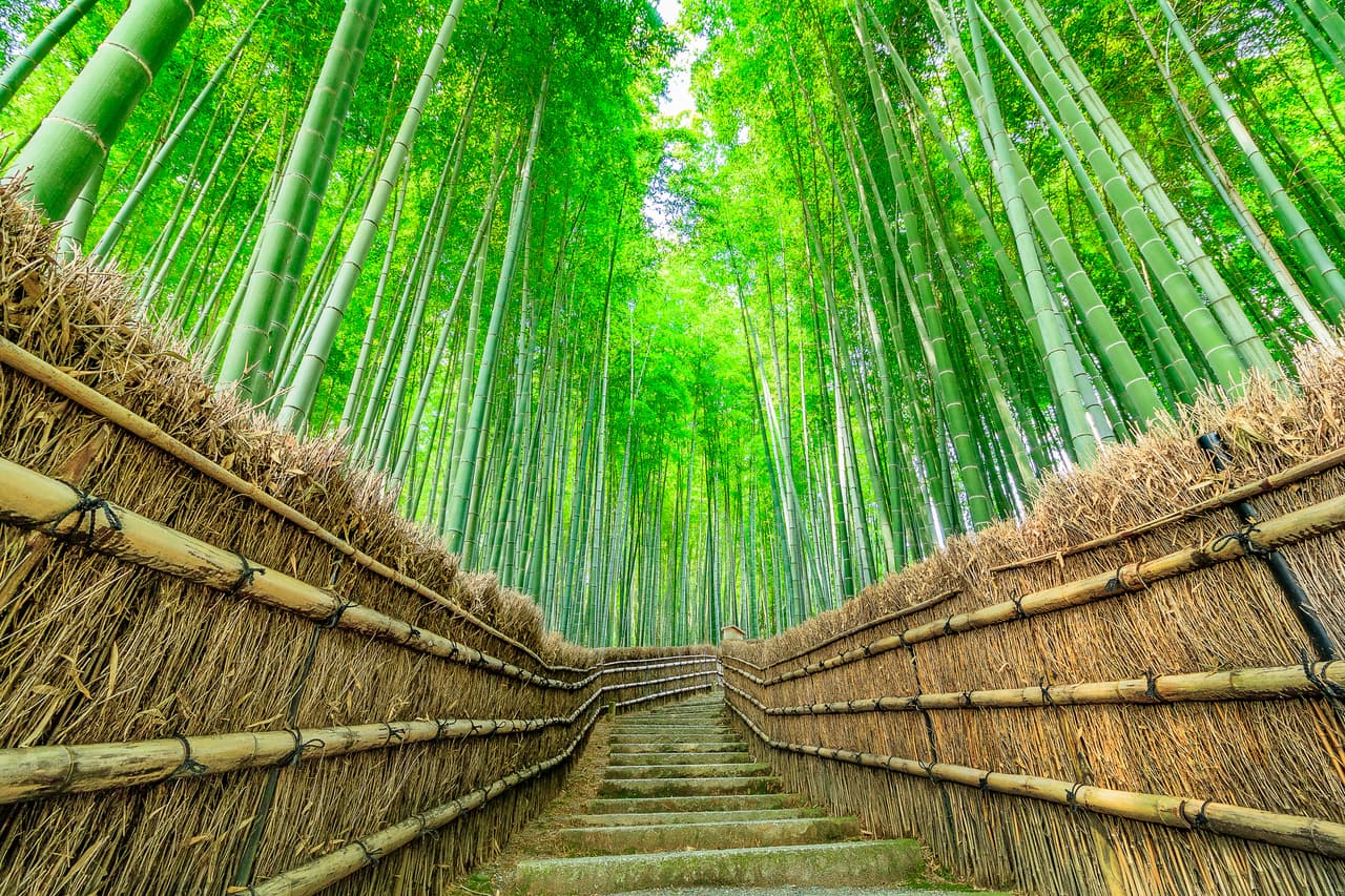 <b>El bosque de bambú de Arashiyama, Japón</b>
<br>
<br>Esta arboleda de bambú en las afueras de Kioto es una fuente de paz y energía para sus visitantes. En 1996 el Ministerio de Medio Ambiente japonés lo incluyó entre los mejores paisajes sonoros del país, un reconocimiento a la belleza del crujido de la madera y el susurro de las hojas.
<br>