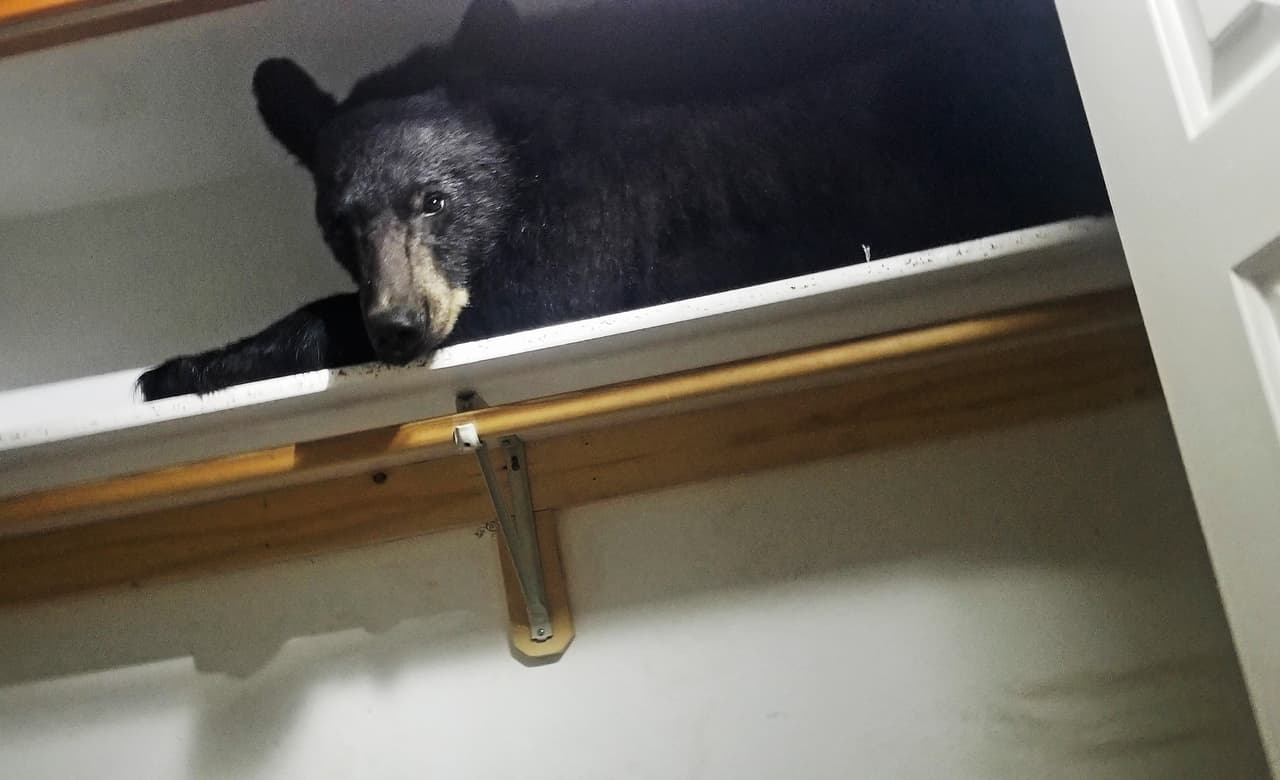 En la imagen tomada el viernes pasado, el oso descansa en uno de los estantes del clóset.