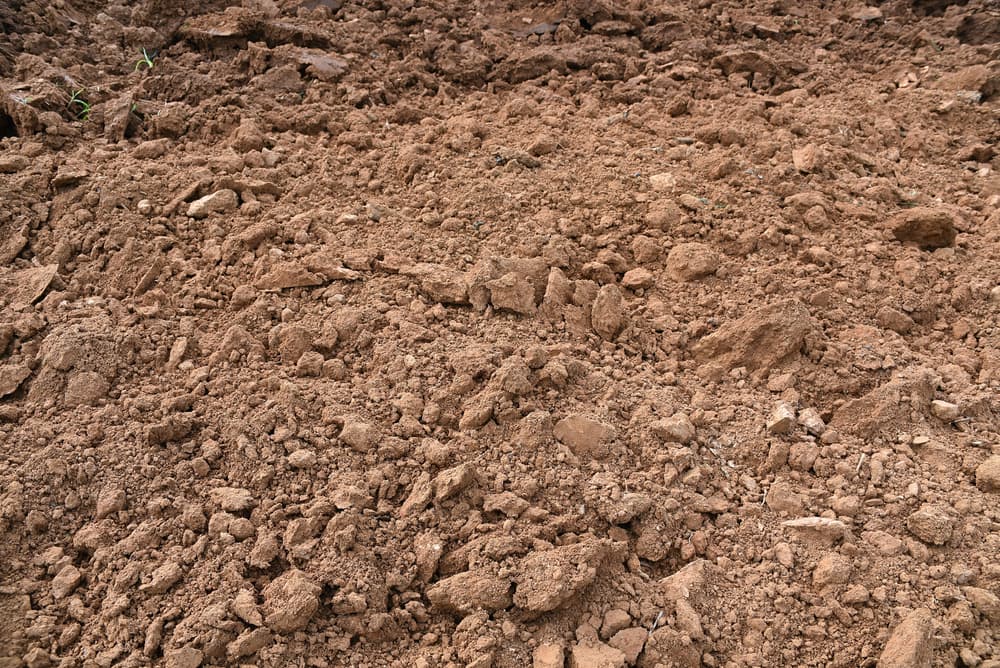 Por último, la suficiente tierra común y corriente que necesites para llenar el recipiente.